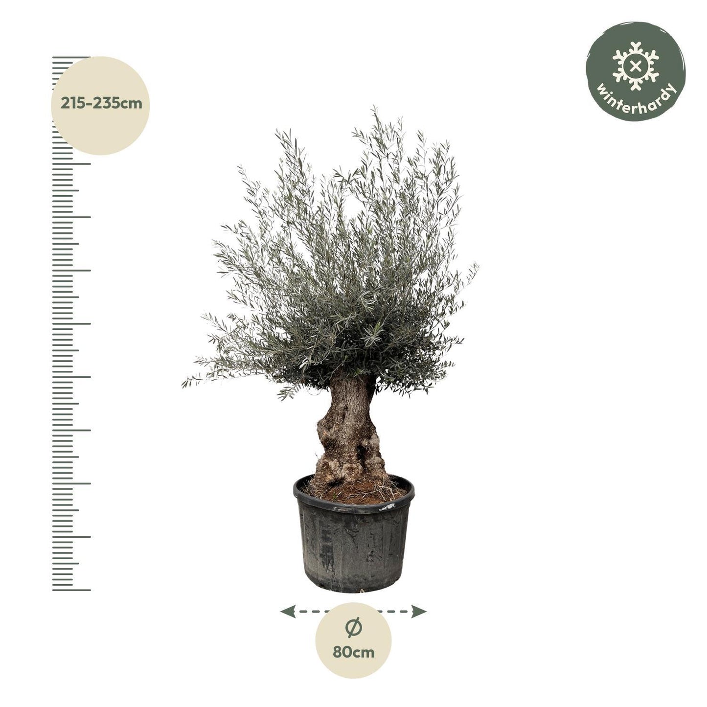 Olea Europaea Bonsai – 230cm 80cm Prächtiger Olivenbaum im Bonsai-Stil