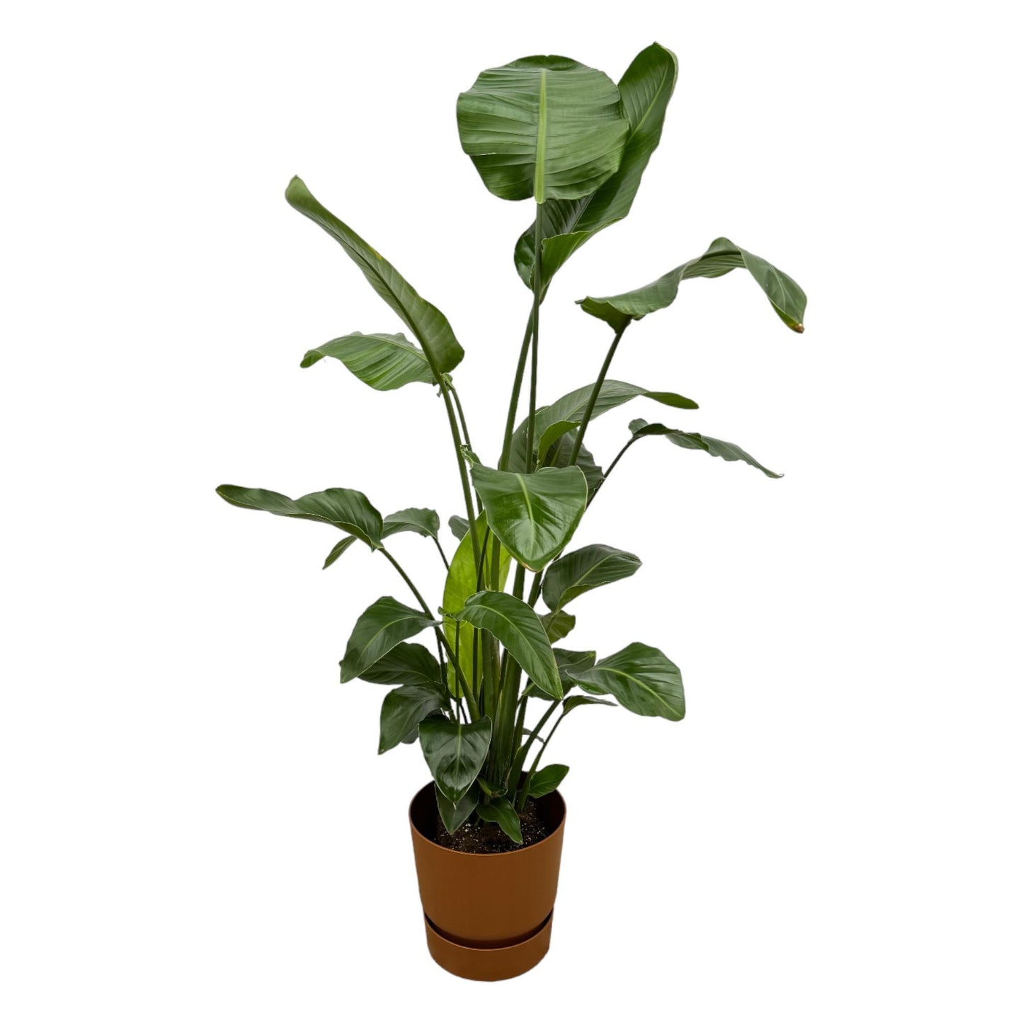Strelitzia Nicolai mit Topf Braun - 160cm - Ø30