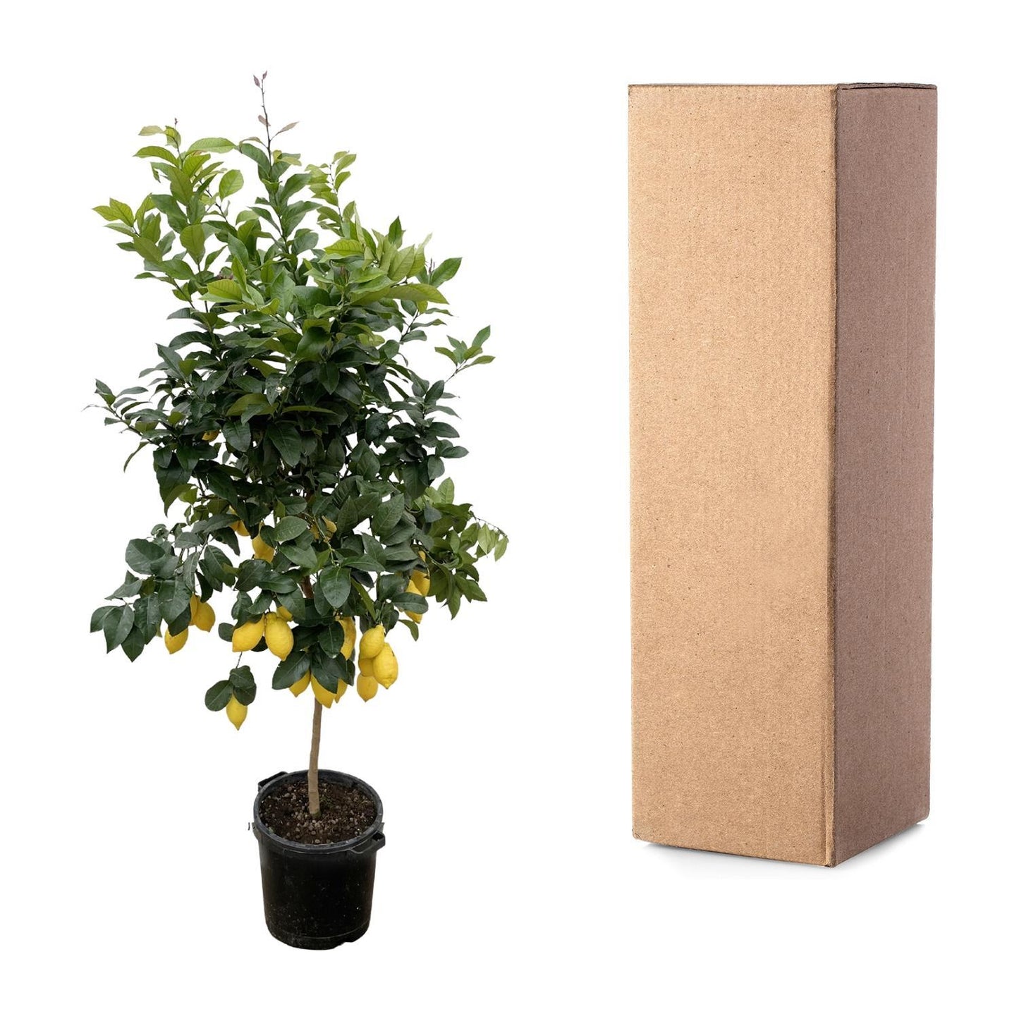 Zitronenbaum XXL - Citrus Lemon | 260cm Höhe | Mediterraner Luxus