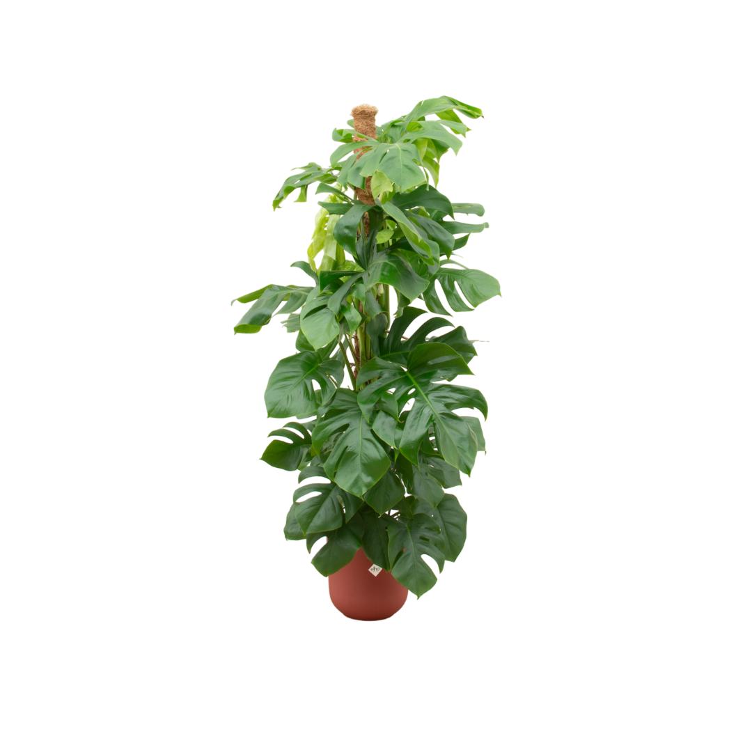 Monstera Pertusum XL + Topf Rot Ø26 - 150 cm