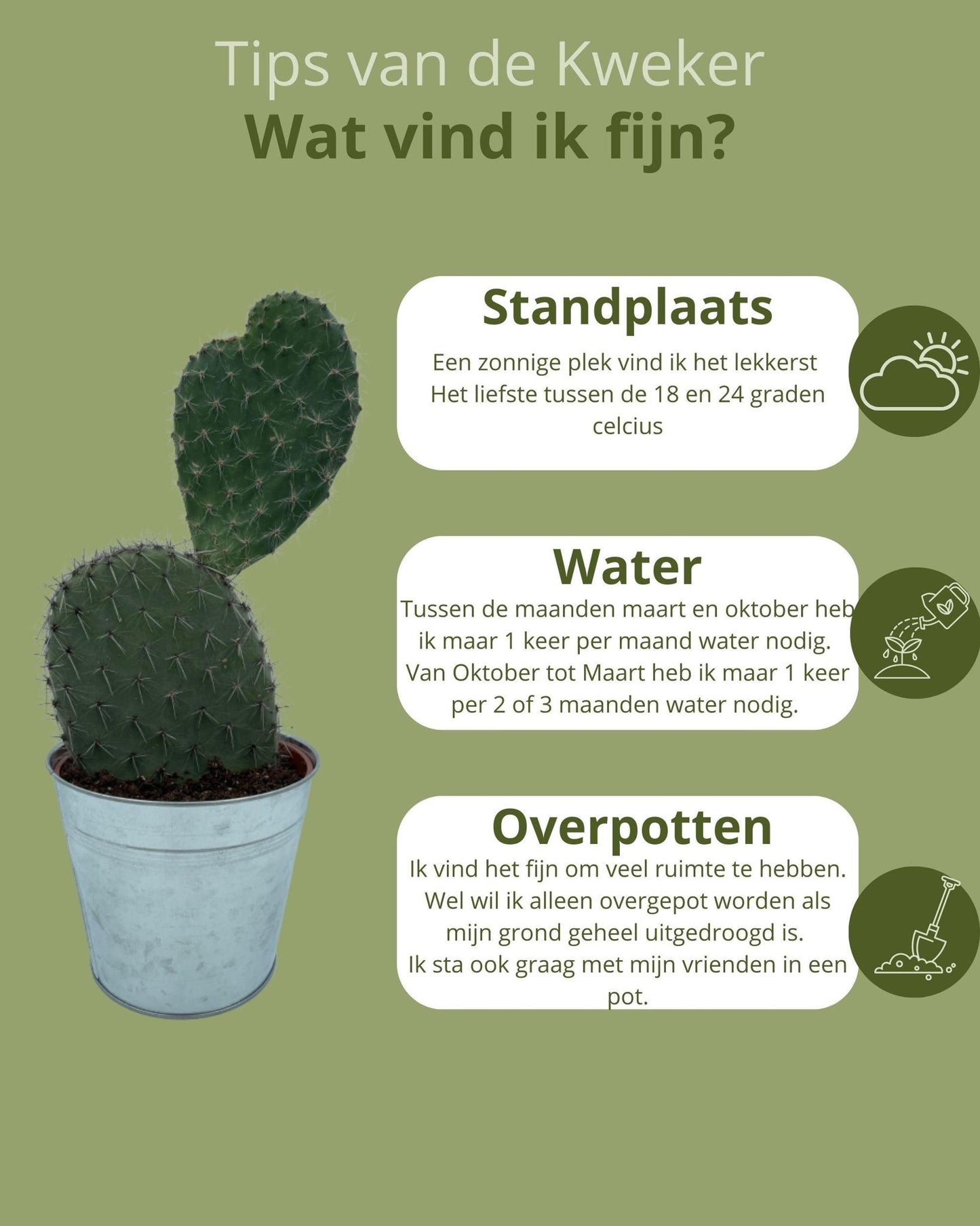 Kaktus - Opuntia Kaktusfeigenkaktus - 17cmØ- 30-40cm hoch - Zink - Ø18 cm