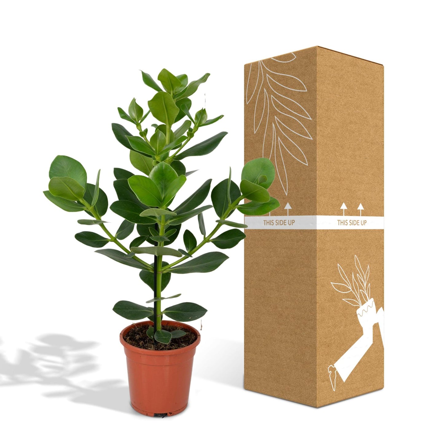 Clusia Rosea Princess - Ø17 cm - ↕60 cm