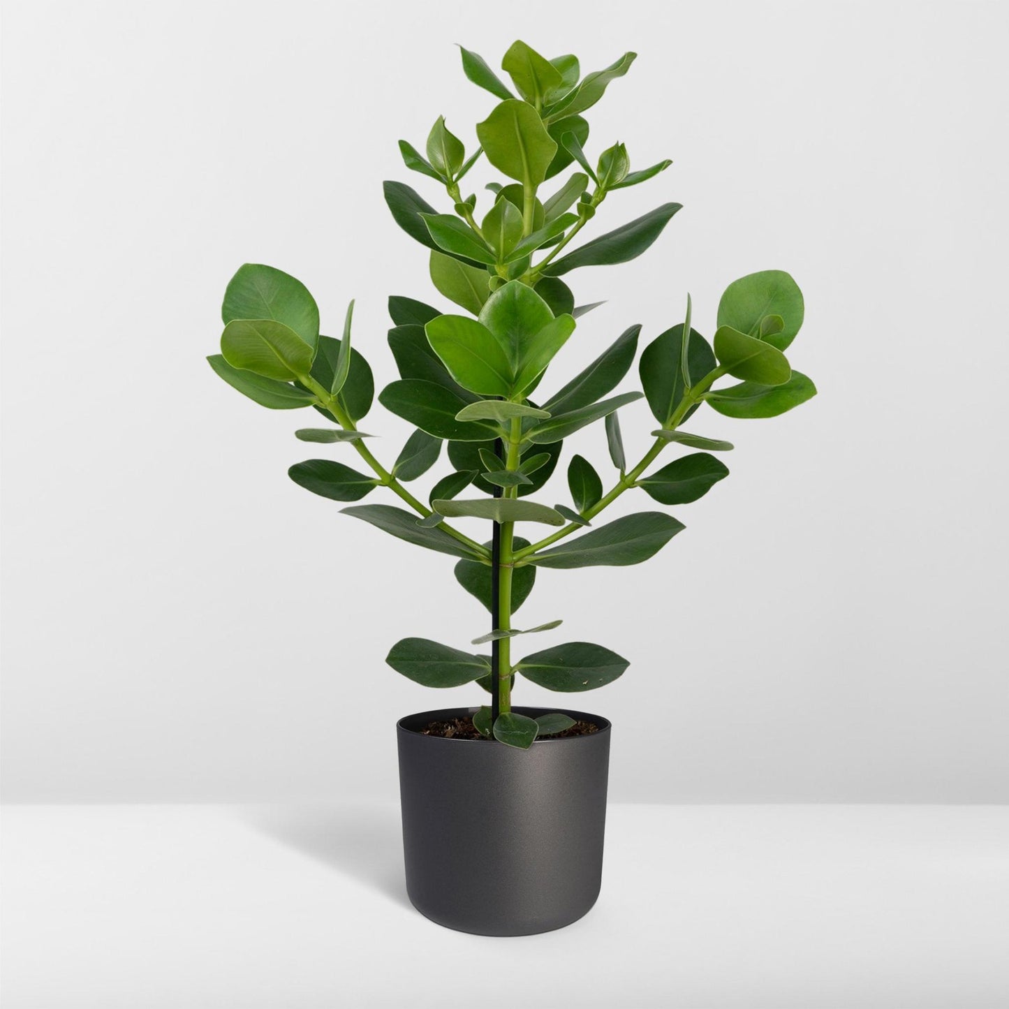 Clusia Rosea Princess - Ø17 cm - ↕60 cm