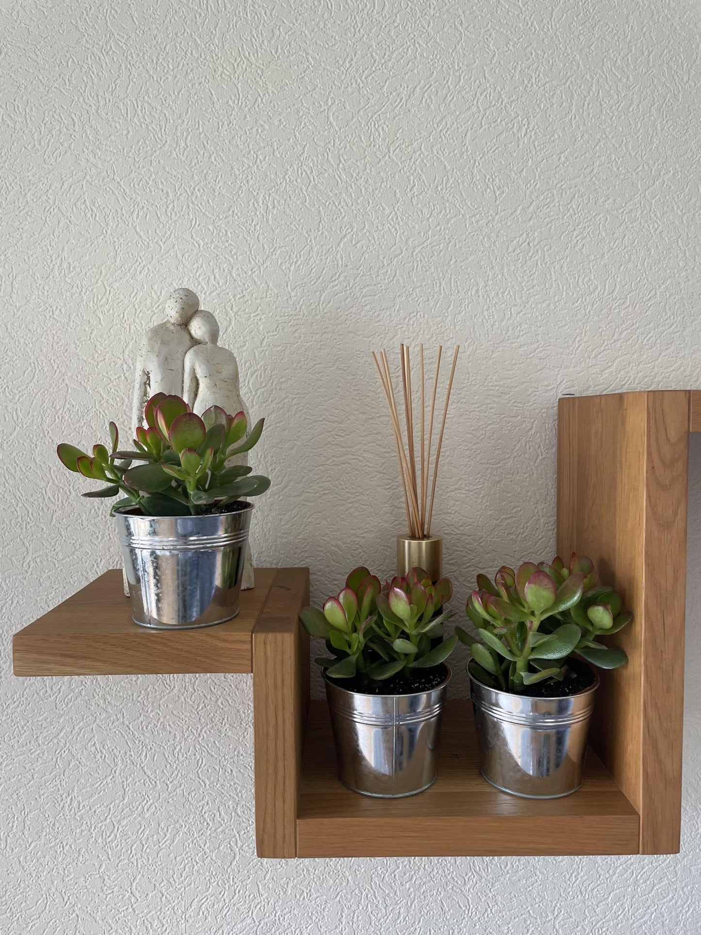 Succulenten- Crassula Ovata - 12cmØ- 15-20cm Groß - (3 Stück ) - Zinc - Ø13 cm