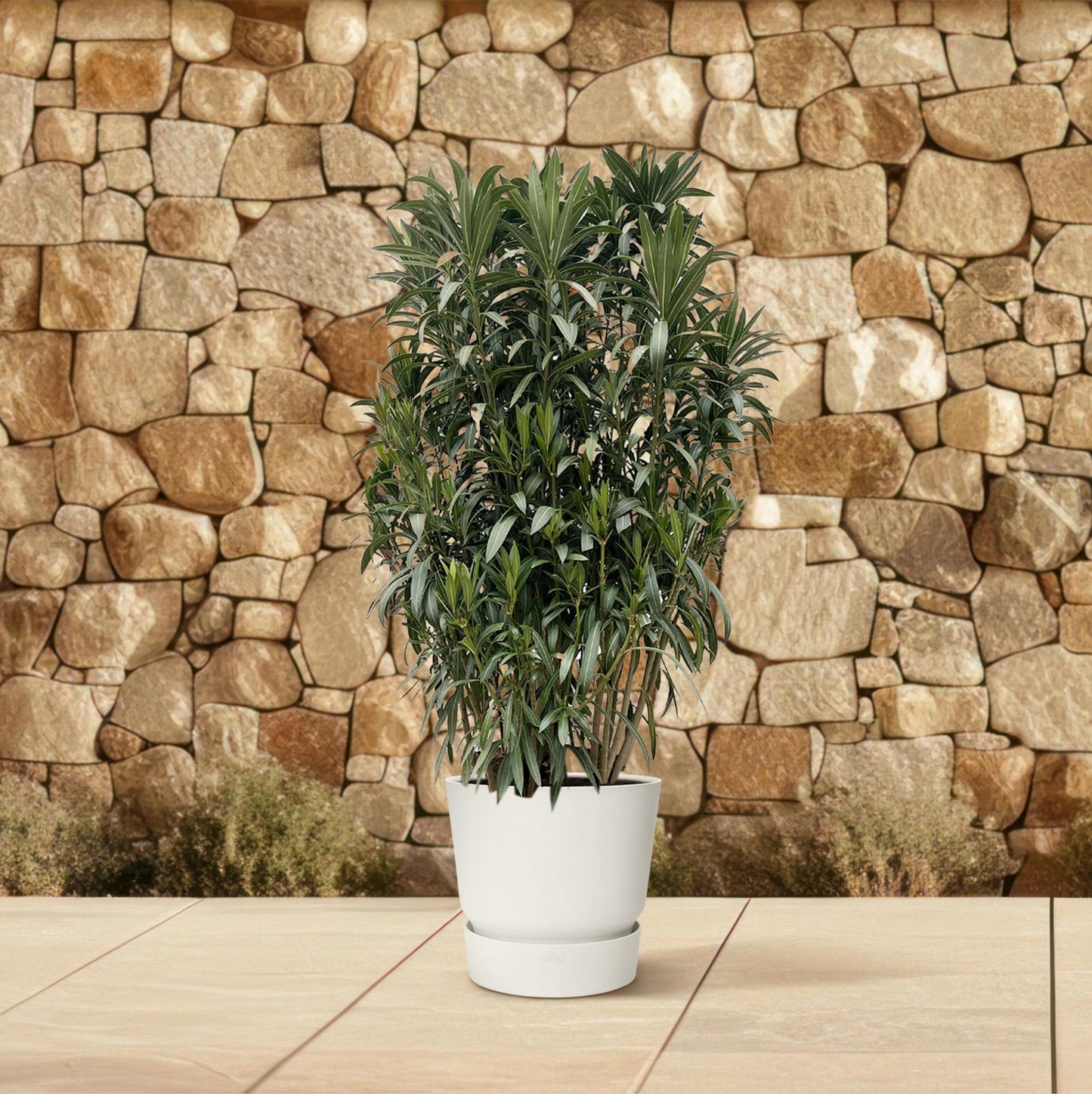 Nerium Oleanderstrauch – Majestätischer Oleander für große Außenbereiche (190 cm Höhe, Ø 55 cm)