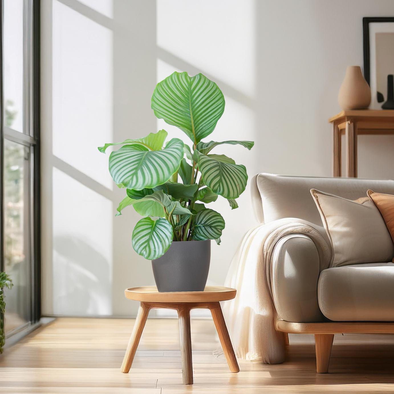 Calathea Orbifolia mit Topf grau - 65cm - Ø21