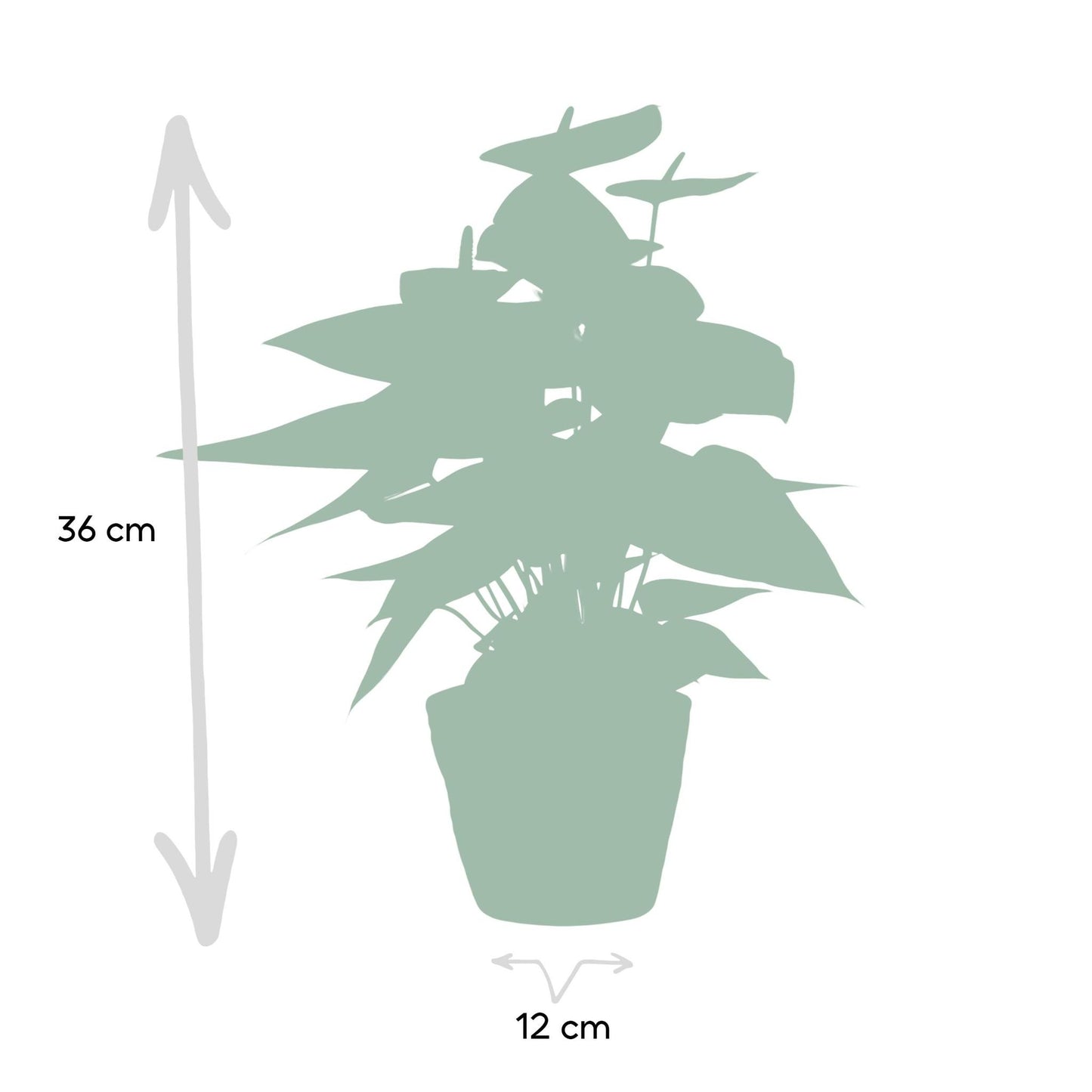 Anthurium Andreanum Sweet Dream inkl. PURE Korb- 45cm - Ø12