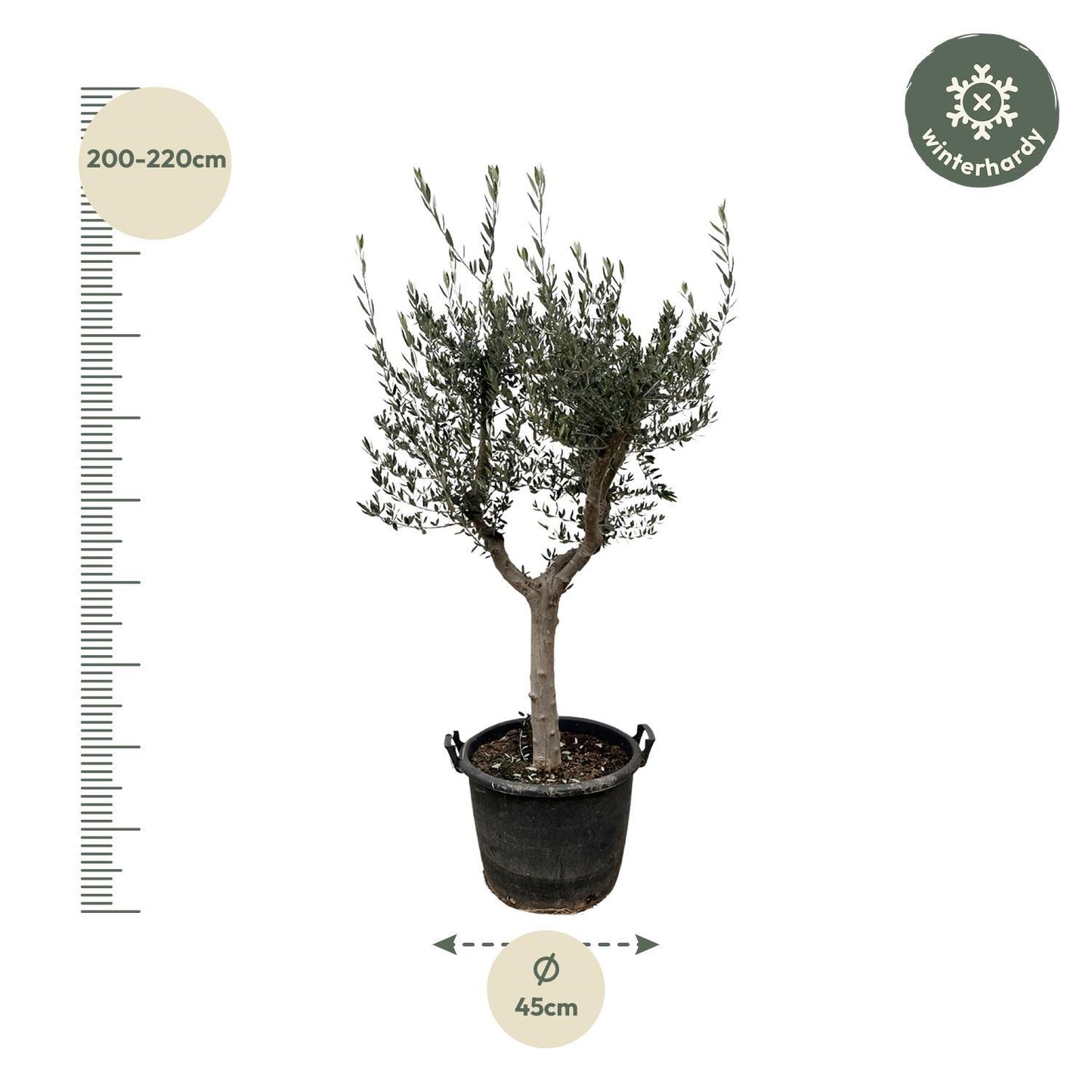Olea Europaea Cultivo – 220cm 40 cm Majestätischer Olivenbaum für stilvolle Räume