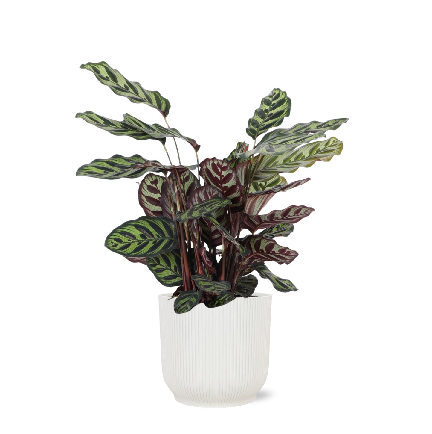 Calathea Makoyana Ø21cm - ↕70cm mit Topf