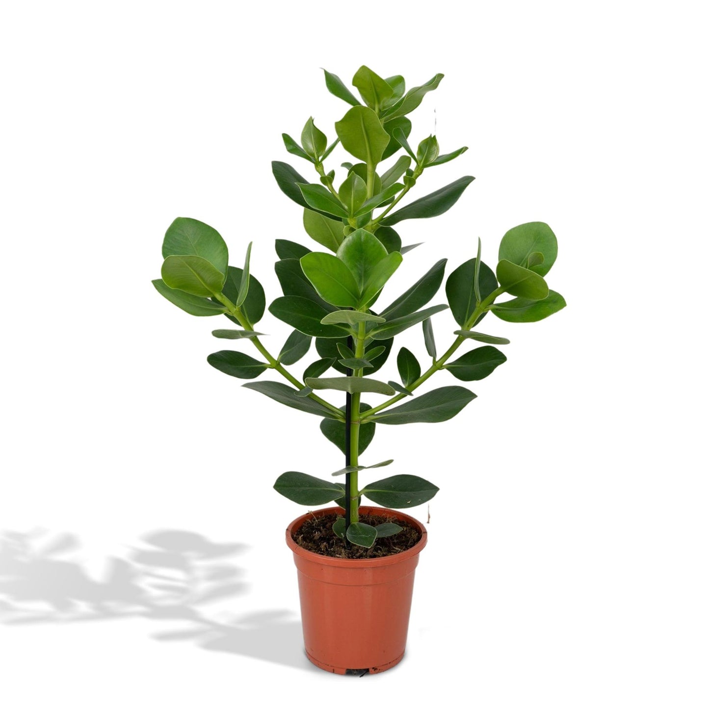 Clusia Rosea Princess - Ø17 cm - ↕60 cm