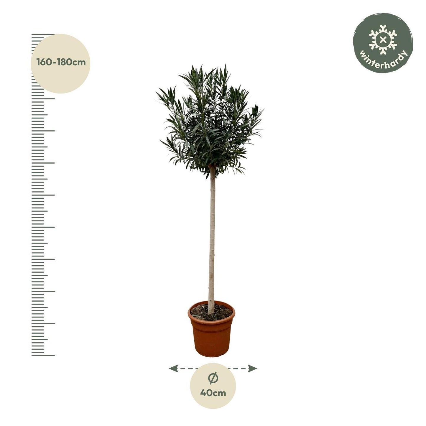 Nerium Oleander auf Stiel mit weißer Blüte - 170cm - Ø40