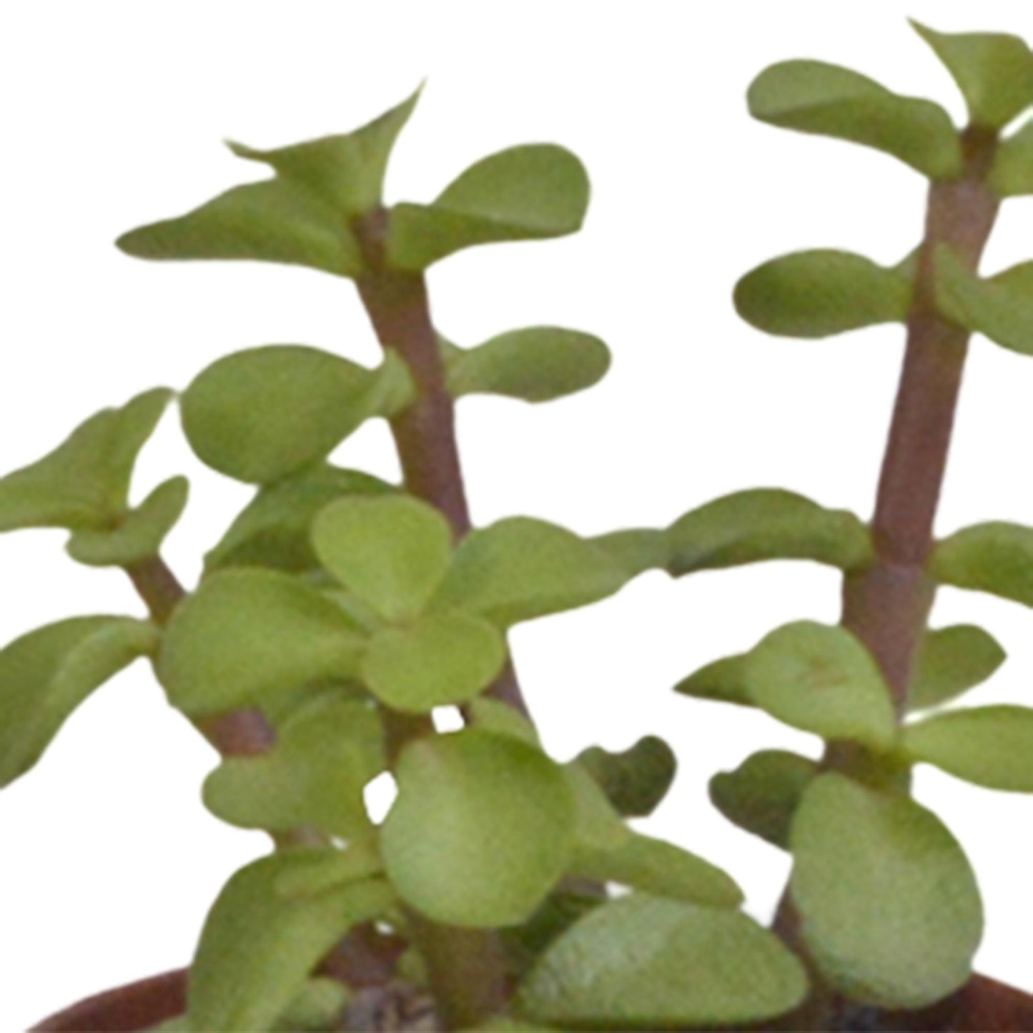Sukkulenten-Mischung 5,5 cm - 10x - ohne Topf