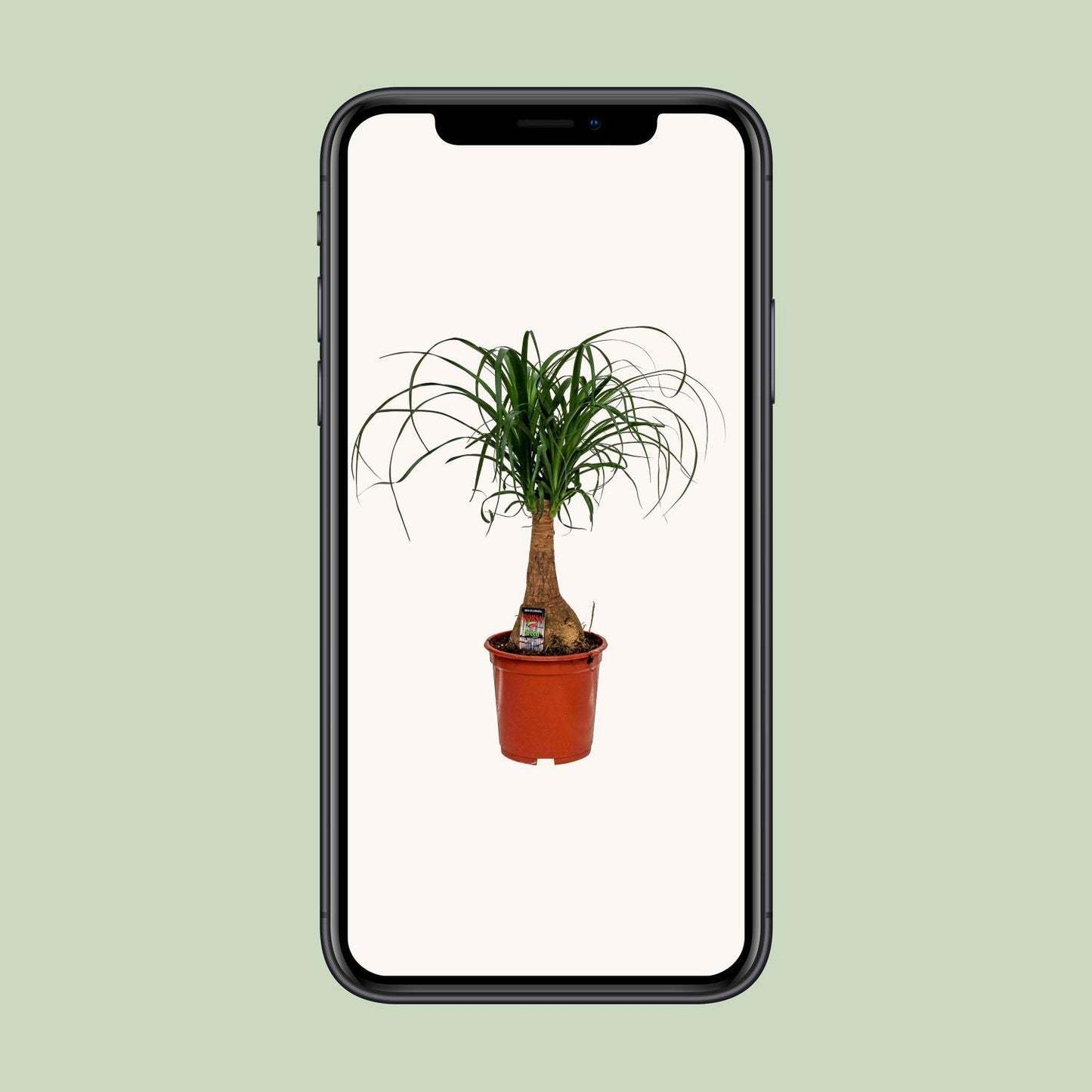 Beaucarnea Nolina - 55cm - 19cm - Eleganter Elefantenfuß für Ihr Zuhause