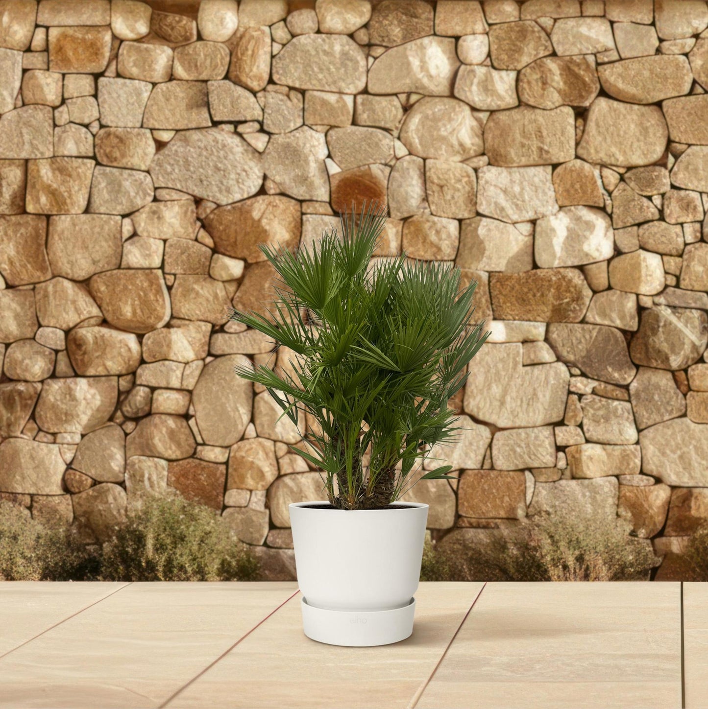 Chamaerops Humilis multi stamm - 180 cm - Ø45cm