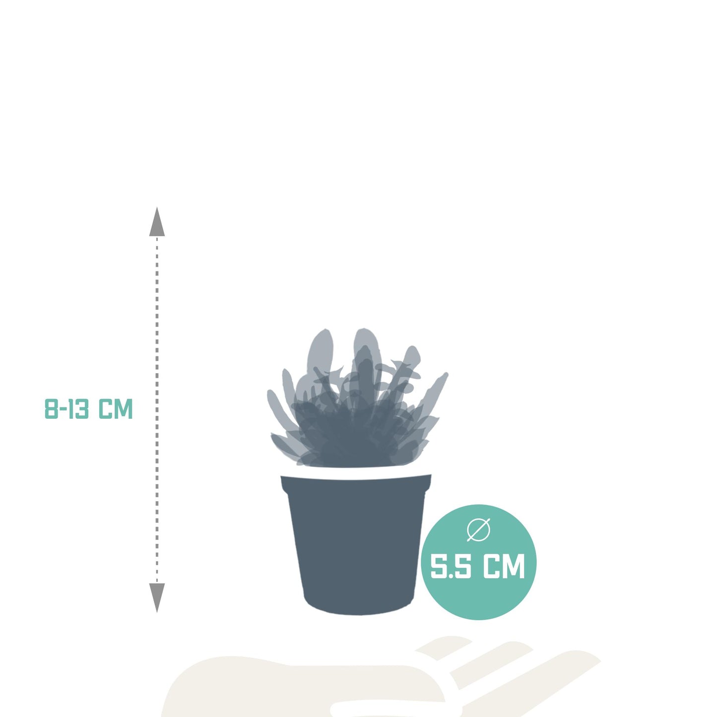 Sukkulenten-Mischung 5,5 cm - 10x - ohne Topf