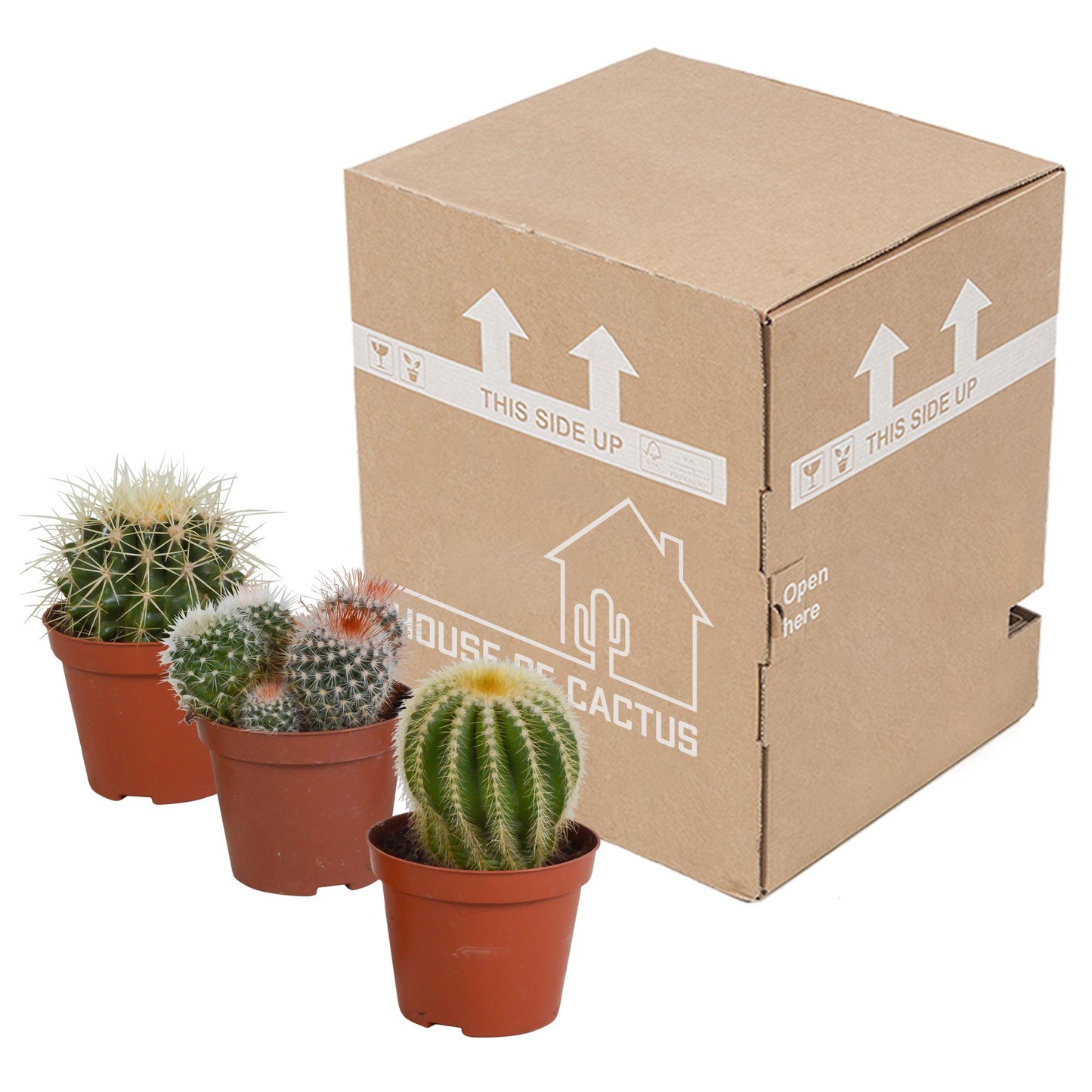 Kugelkakteen - Mischung 8,5 cm - ohne Topf - 3er Set