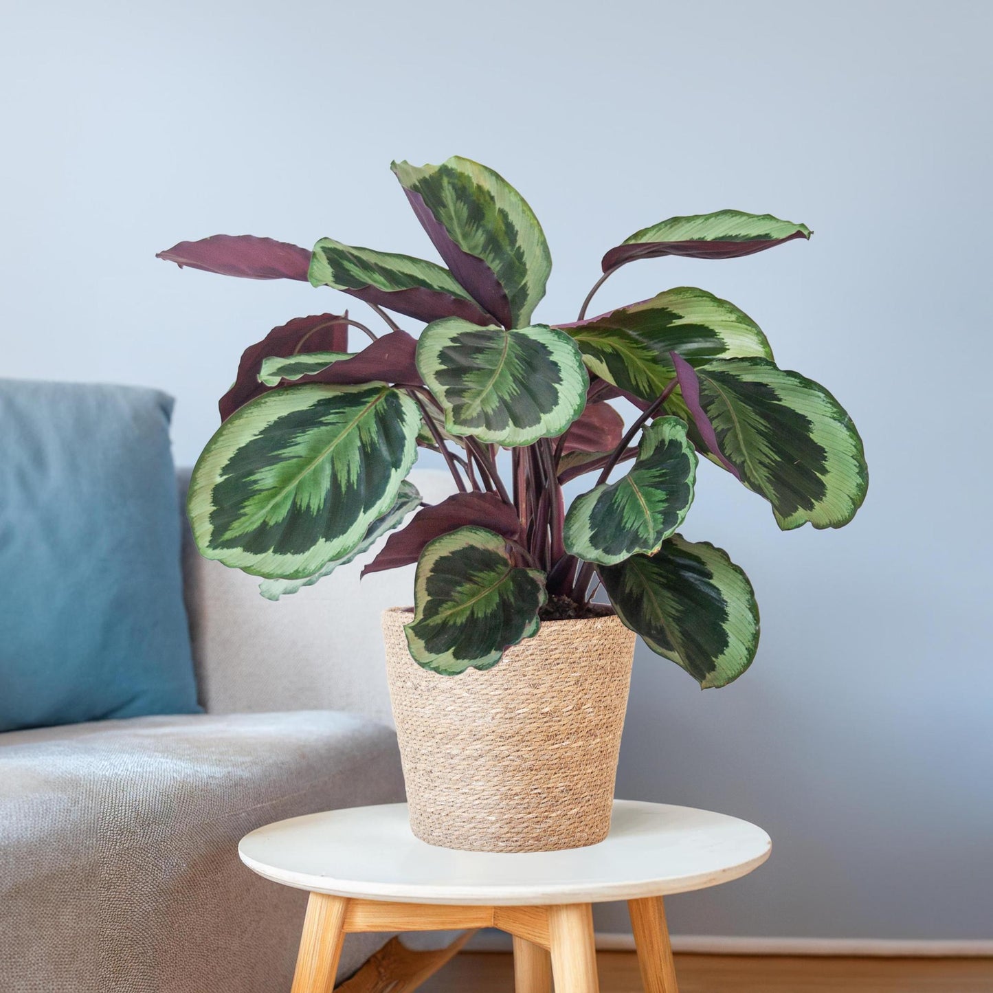 Calathea Medaillon mit Sofia Korb natur - 65cm - Ø21