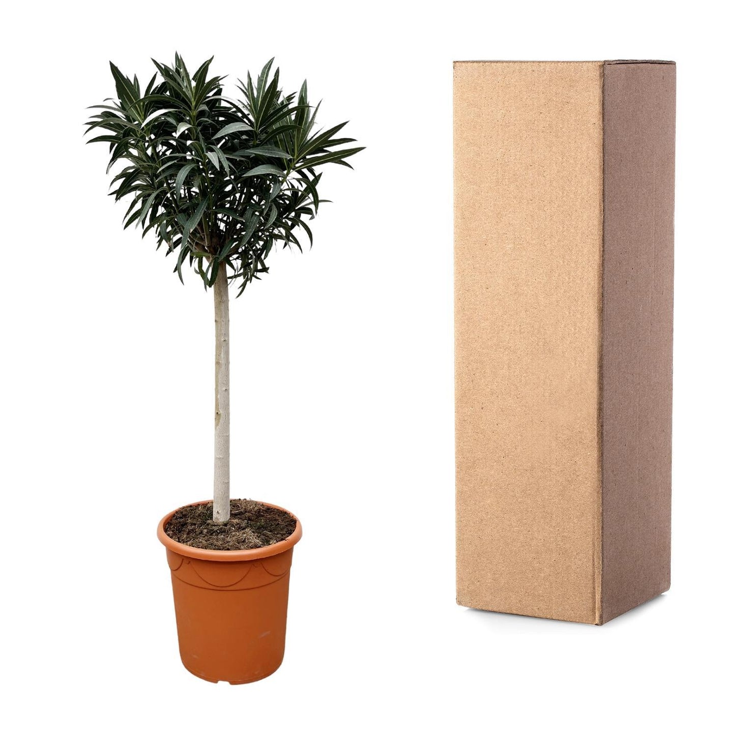 Nerium Oleander auf Stiel mit roter Blüte - 200cm- Ø35