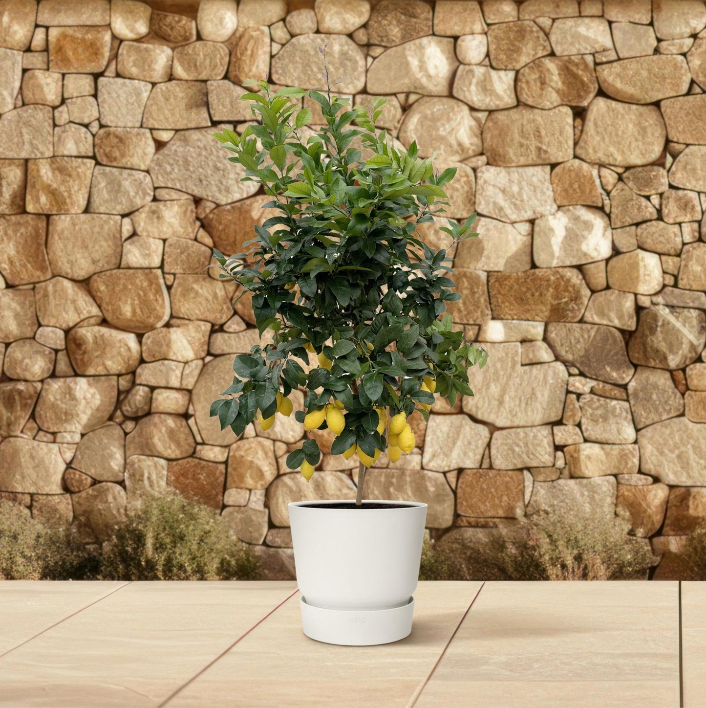 Zitronenbaum XXL - Citrus Lemon | 260cm Höhe | Mediterraner Luxus