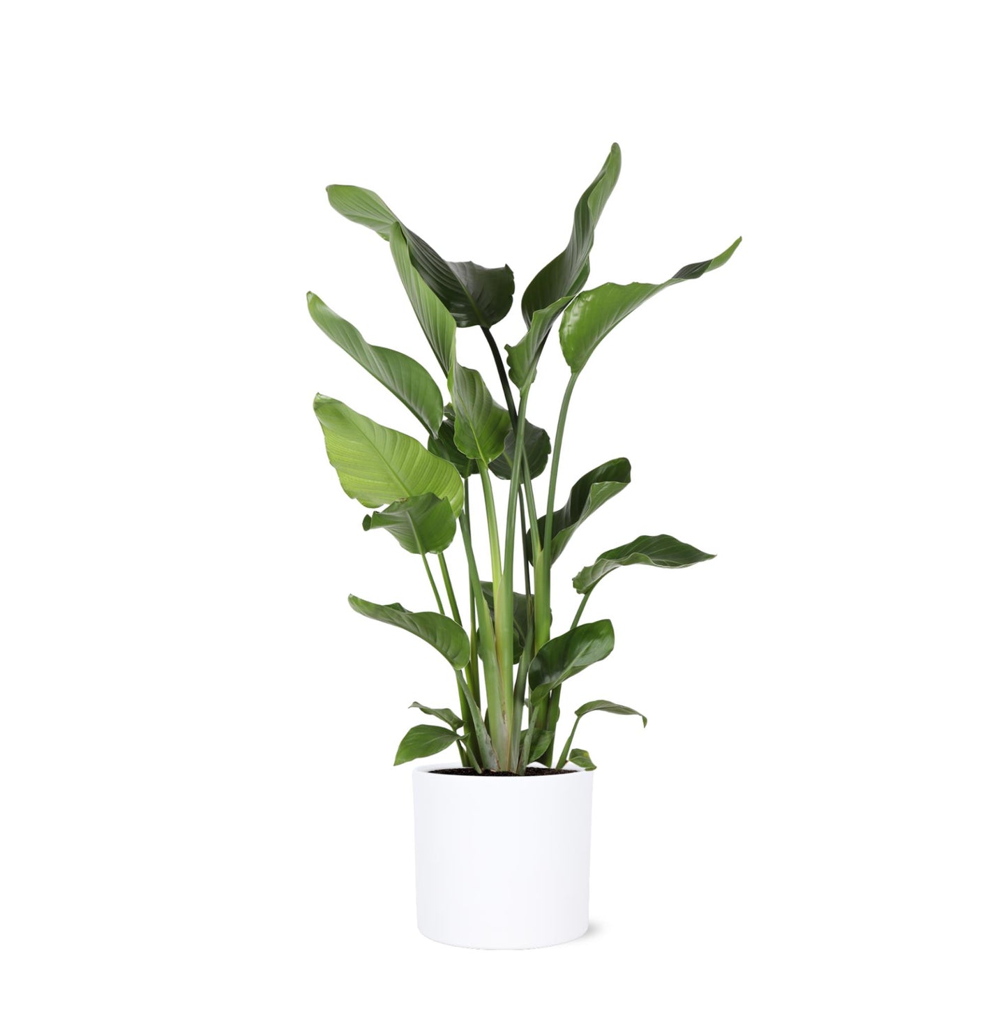 Strelitzia Nicolia Ø24cm ↕120cm in Topf