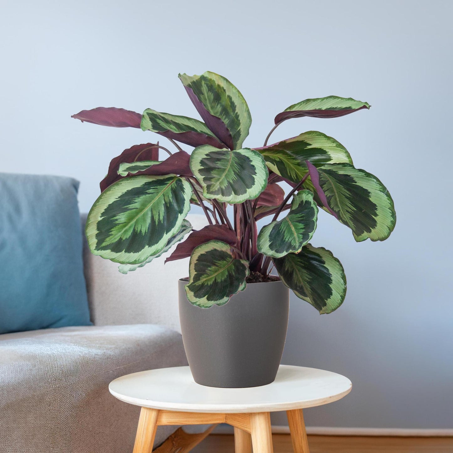 Calathea Medaillon mit Topf Grau- 65cm - Ø21