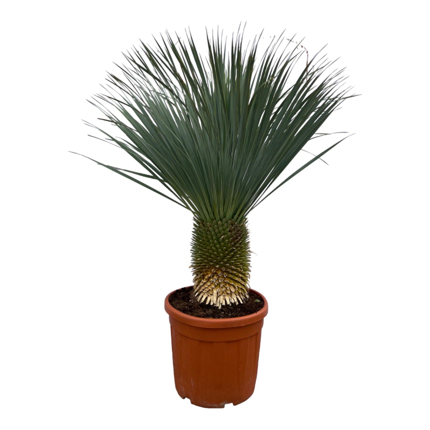 Yucca Rostrata 160cm - Imposante Blaue Palmlilie für Garten und Terrasse