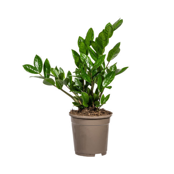 Zamioculcas Zamiifolia 40-50cm - Kompakte Glücksfeder Zimmerpflanze mit glänzenden Blättern