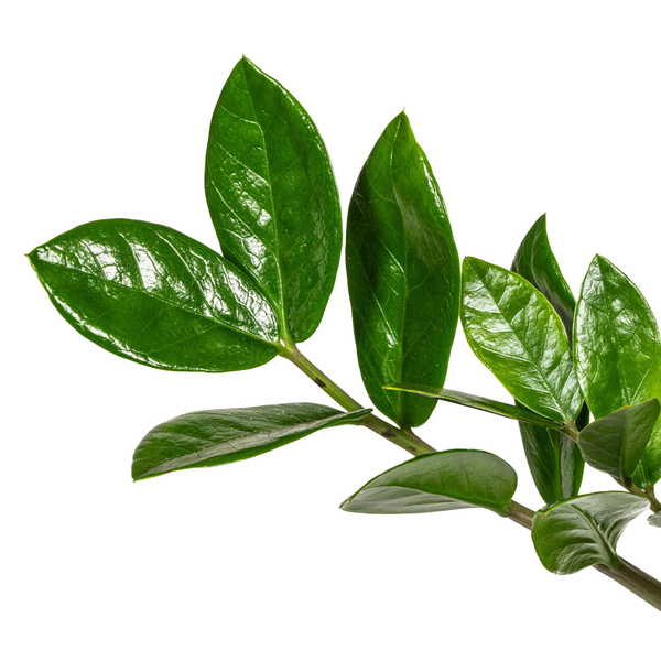 Zamioculcas als Dekoration - Stilvolle Glücksfeder auf modernem Sideboard