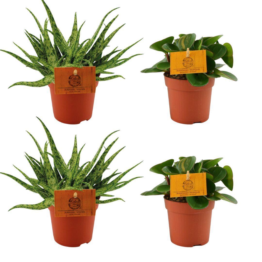 Zimmerpflanzen-Set Grüne Vielfalt - 4er Set mit Aloe Spider und Peperomia Obtipan Green