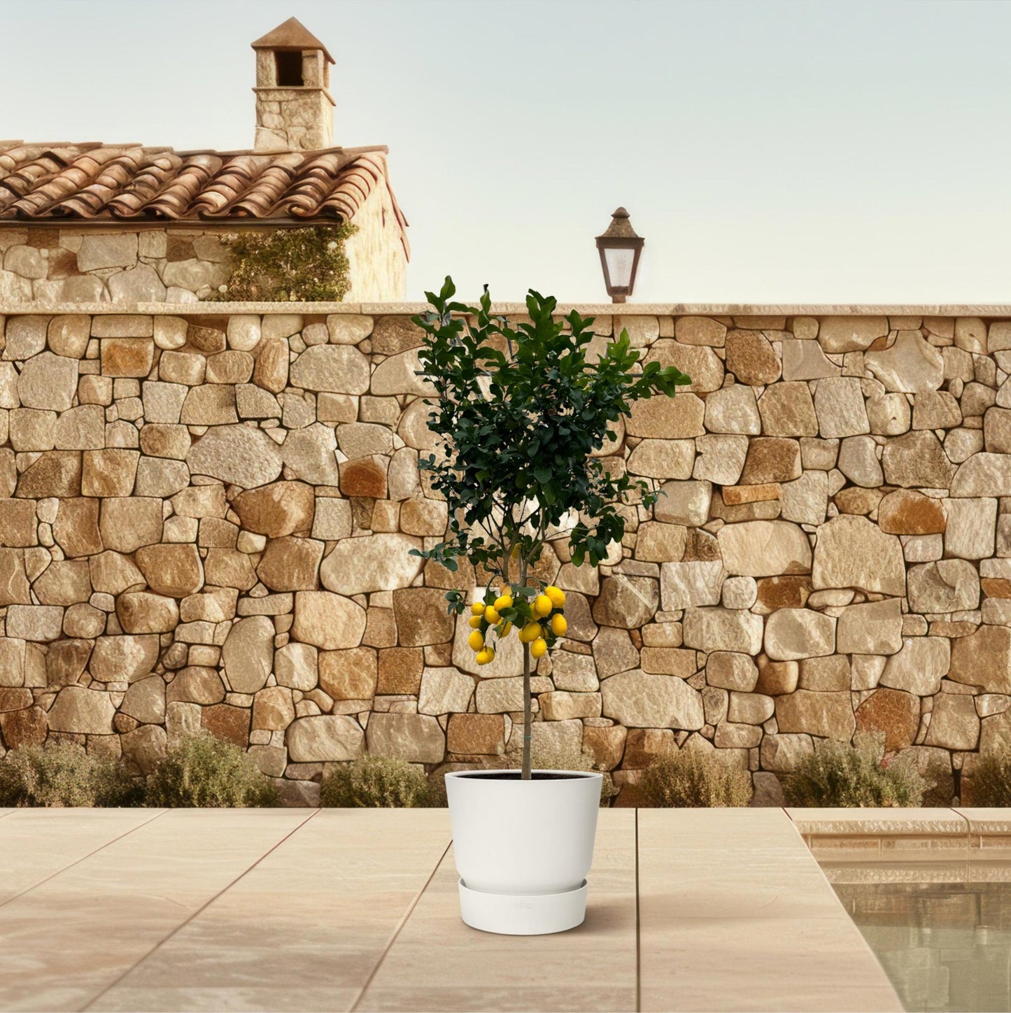 XXL Zitronenbaum als Highlight im Wintergarten - Exklusives mediterranes Ambiente