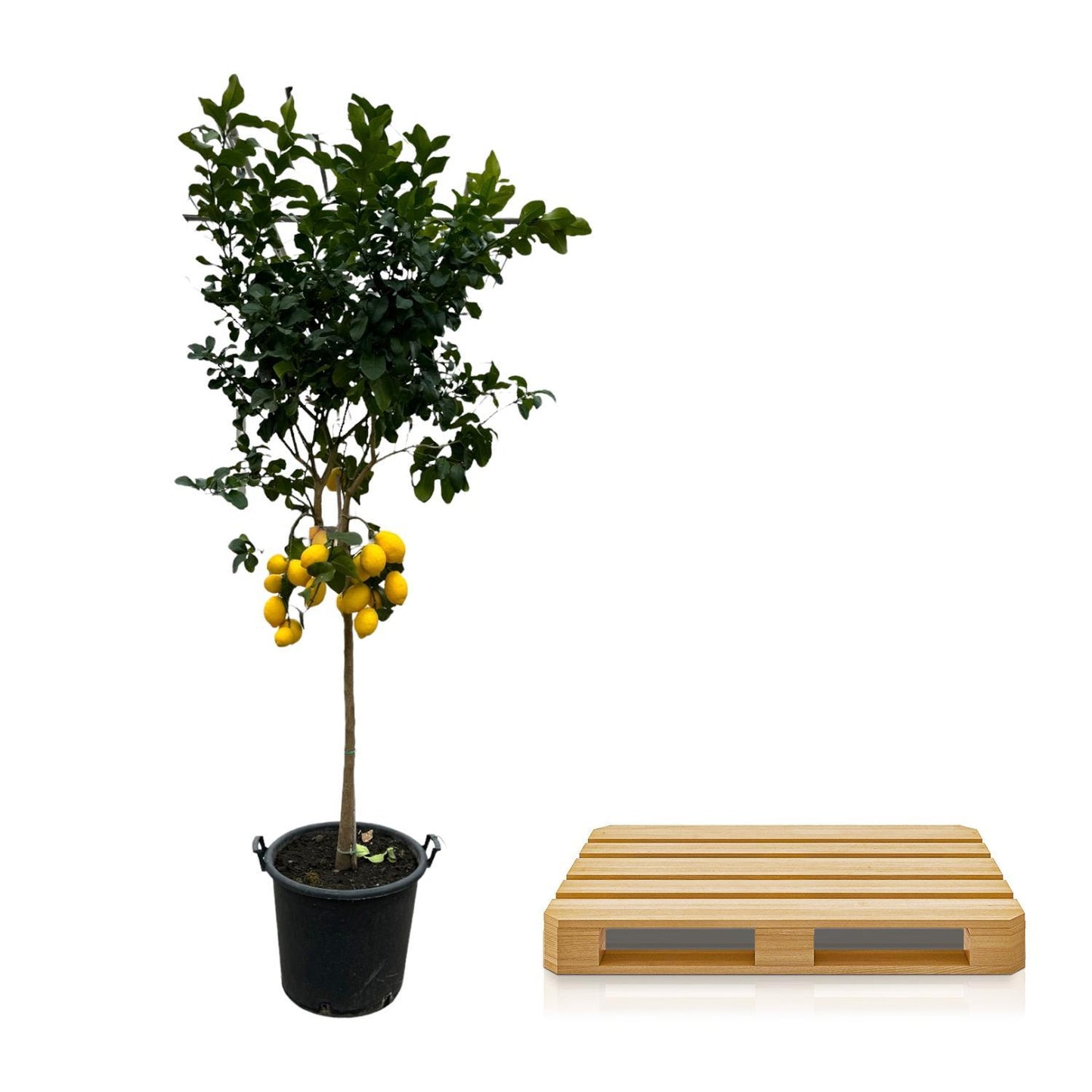 XXL Zitronenbaum als Highlight im Wintergarten - Exklusives mediterranes Ambiente