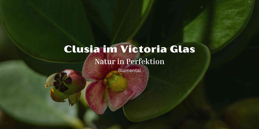 Clusia im Victoria Glas: Ein grüner Blickfang für dein Zuhause