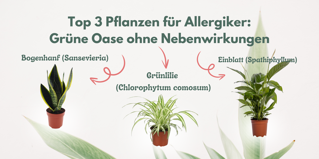 Top 3 Pflanzen für Allergiker: Grüne Oase ohne Nebenwirkungen