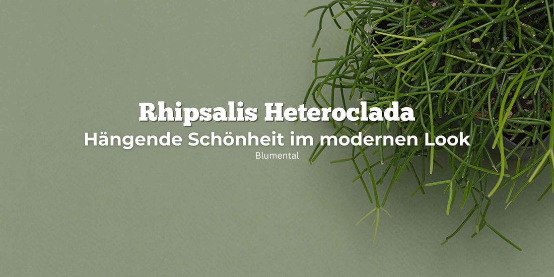 Rhipsalis Heteroclada