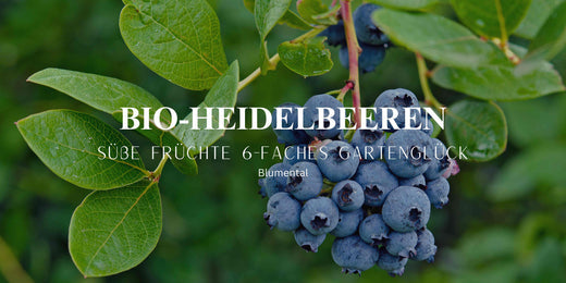 6 x Heidelbeerpflanzen BIO