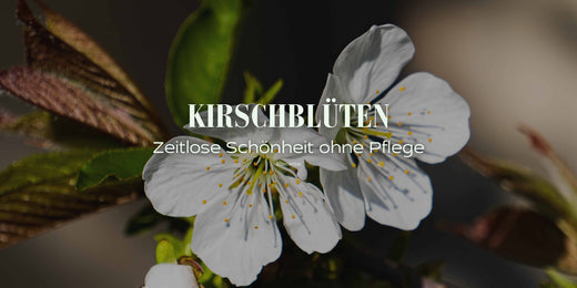 Kirschblüten für immer: Die Kunst der perfekten Nachahmung
