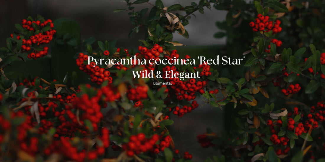 Pyracantha coccinea 'Red Star':Flammendrote Winterstar im Garten