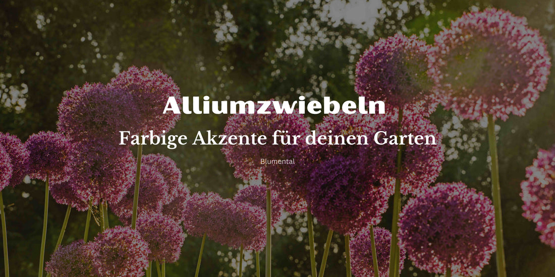 Alliumzwiebeln: Einzigartige Schönheit für Garten und Balkon