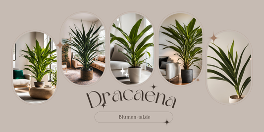 Dracaena: Moderne Eleganz für Ihr Grünes Zuhause