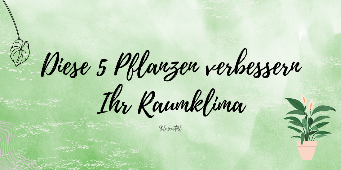 Diese 5 Pflanzen verbessern Ihr Raumklima