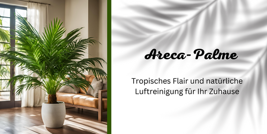 Luftreinigende Wirkung der Areca Palme