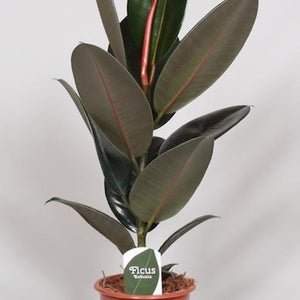 Ficus