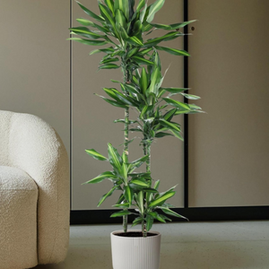 Dracaena