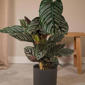 Calathea - Exotische Vielfalt für Ihr Zuhause