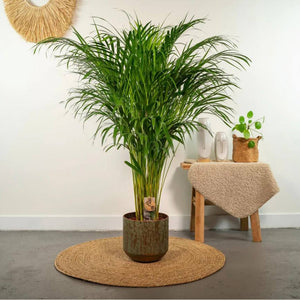 Areca Palmen