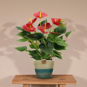 Anthurium