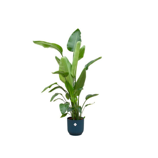 Strelitzia Nicolai mit Topf Blau - 160cm - Ø30