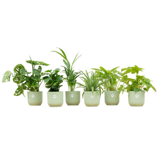 Überraschungsbox - 6 Pflanzen, Ø14  grün