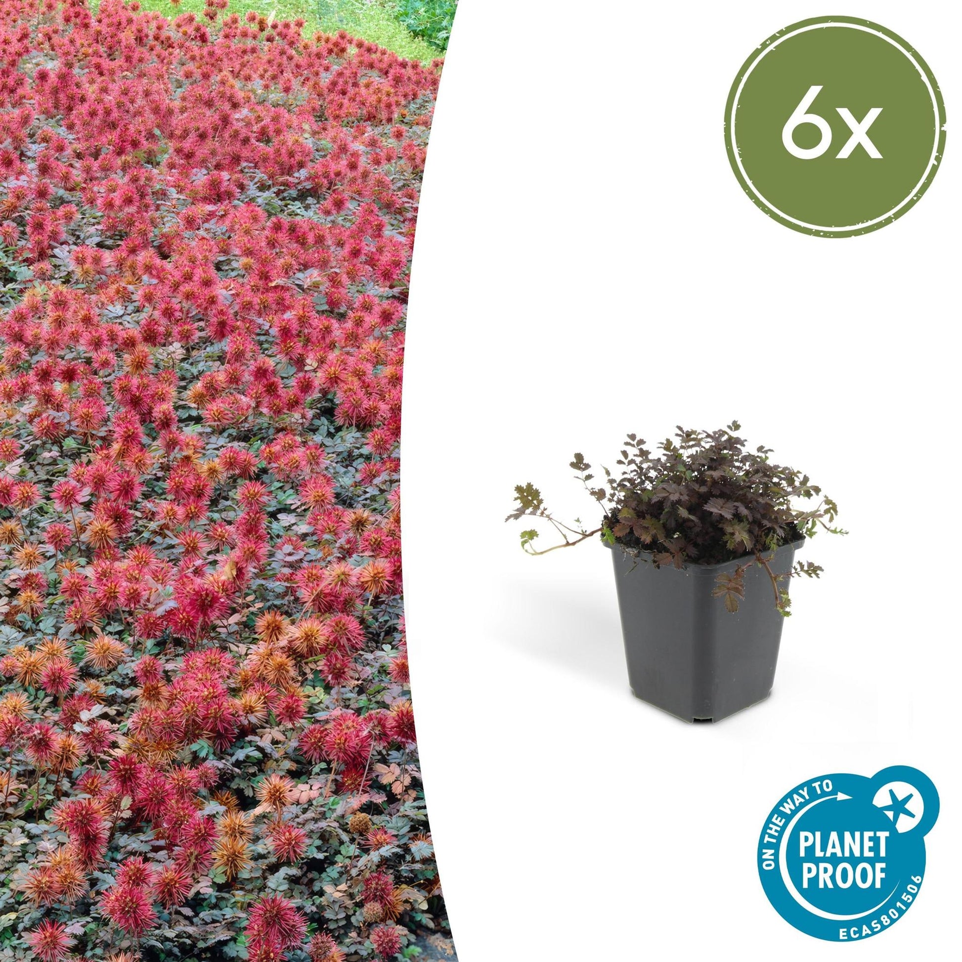 Acaena microphylla 'Kupferteppich' - ↕25cm - Ø9cm