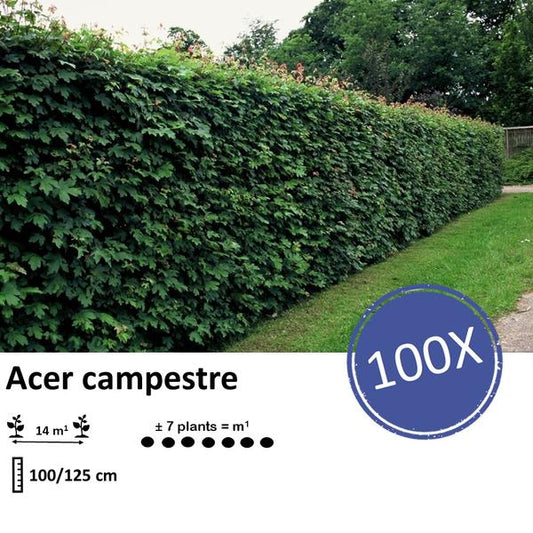 Acer campestre Feldahorn wurzelnackt 100-125cm.100 Stück für Heckenpflanzung